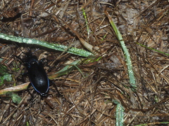 Carabus purpurascens