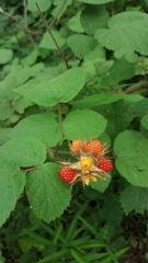 Rubus