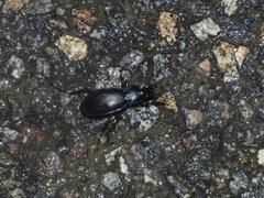 Carabus purpurascens