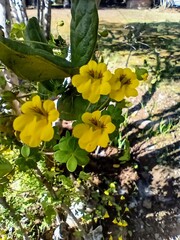 Tropaeolum brachyceras