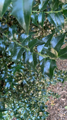 Ilex cornuta