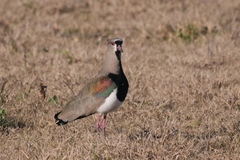 Vanellus chilensis