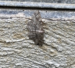 Hypomecis umbrosaria