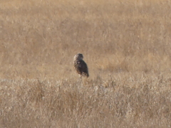 Athene cunicularia