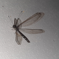Haploglenius flavicornis