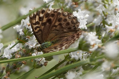 Argynnis