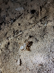 Eugryllodes escalerae