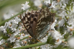 Argynnis