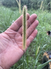 Setaria parviflora