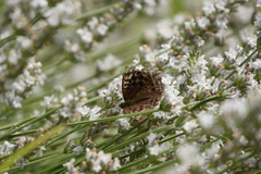 Argynnis