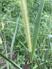 Setaria parviflora