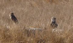 Athene cunicularia