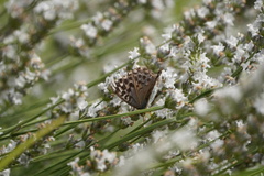 Argynnis