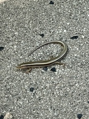 Plestiodon skiltonianus