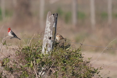 Schoeniophylax phryganophilus