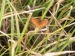 Boloria selene