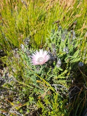 Phaenocoma prolifera