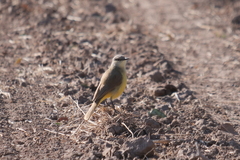 Machetornis rixosa