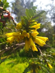 Sophora macrocarpa