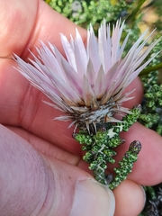 Phaenocoma prolifera