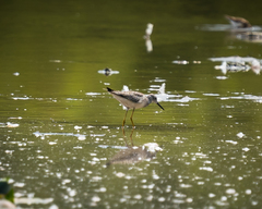 Tringa flavipes