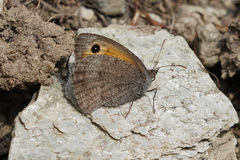 Hyponephele lycaon