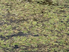 Potamogeton nodosus