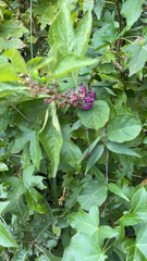 Callicarpa