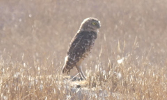 Athene cunicularia