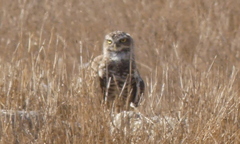 Athene cunicularia