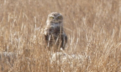 Athene cunicularia