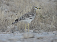 Burhinus oedicnemus