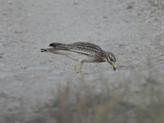 Burhinus oedicnemus