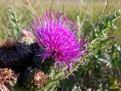 Cirsium drummondii