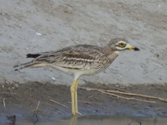 Burhinus oedicnemus