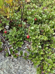 Arctostaphylos uva-ursi
