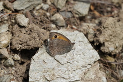Hyponephele lycaon