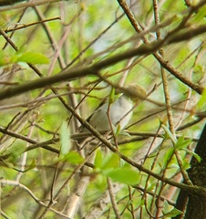 Phylloscopus sibilatrix