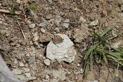 Hyponephele lycaon