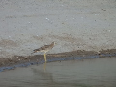 Burhinus oedicnemus