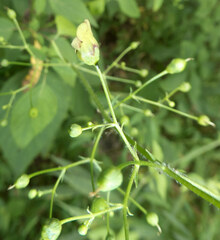Scrophularia marilandica