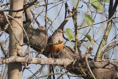 Turdus rufiventris