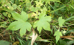 Humulus scandens