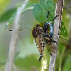 Promachus rufipes