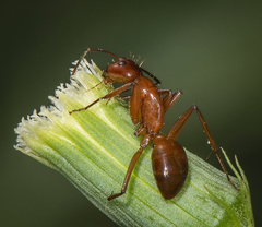 Camponotus castaneus