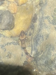 Cottus caeruleomentum