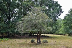 Malus sylvestris