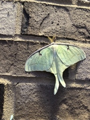 Actias luna