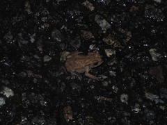 Bufo spinosus