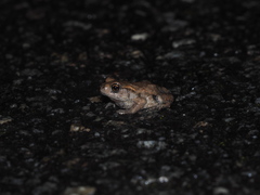 Bufo spinosus